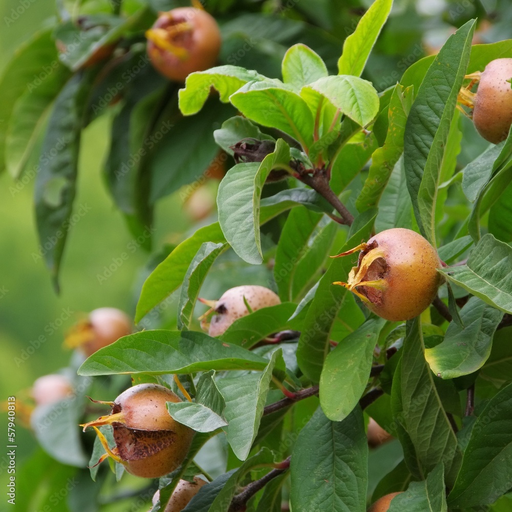 Poster mispel am baum - common medlar on tree 03