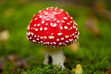 roter giftiger fliegenpilz amanita muscaria saison wald