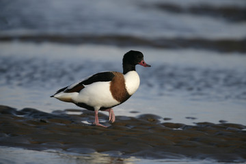 Shelduck, Tadorna tadorna,