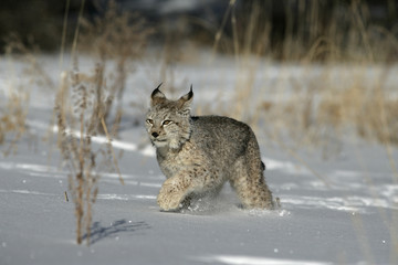 Siberian lynx, Lynx lynx