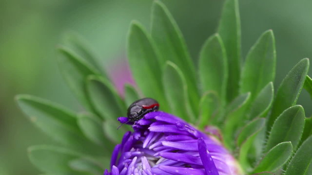 Beetle resting on the bud of aster flower. Close-up.