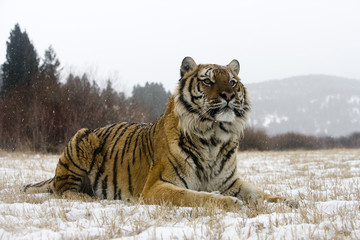 Siberian tiger, Panthera tigris altaica
