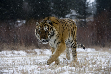 Siberian tiger, Panthera tigris altaica