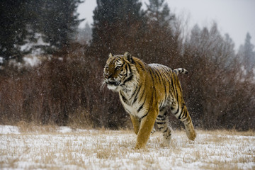 Siberian tiger, Panthera tigris altaica