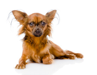 Russian toy terrier lying in front. isolated on white background