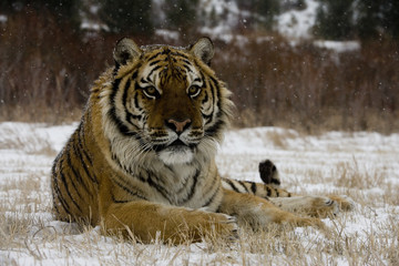 Obraz premium Siberian tiger, Panthera tigris altaica