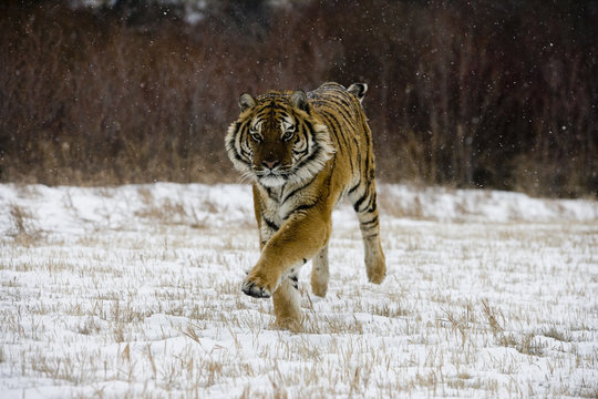 Siberian tiger, Panthera tigris altaica