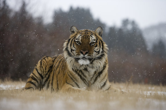 Siberian tiger, Panthera tigris altaica