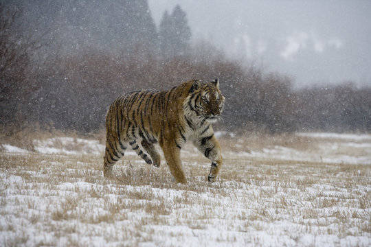 Siberian tiger, Panthera tigris altaica