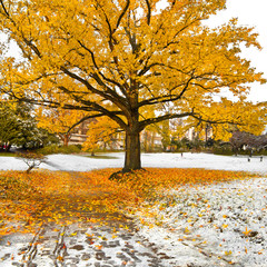 Park in Autumn. The first snow.