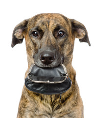 dog holding empty purse  in its mouth. isolated on white 