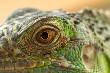 Obraz premium Iguana eye