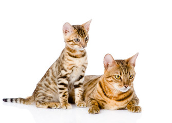 Fototapeta premium two bengal cats. mother cat and cub looking away. isolated 