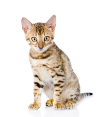 purebred bengal kitten. looking at camera. isolated on white 