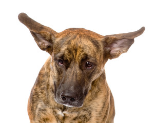 mixed breed dog with long flapping ears. isolated on white 