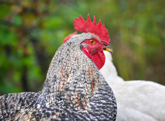 Young Rooster portrait on nature background