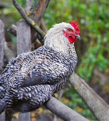 Young Rooster on nature background