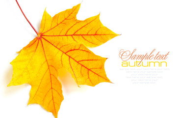 Autumn maple leaf isolated on white background