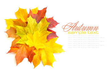 Autumn maple leaves isolated on white background