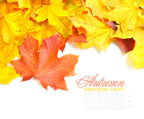 Border frame of colorful autumn leaves isolated on white
