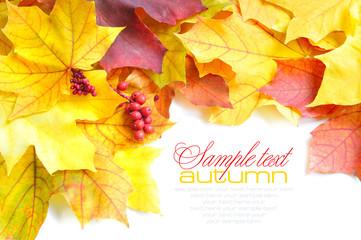 Autumn maple leaves and red berries on white background