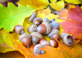Acorns on colorful autumn foliage