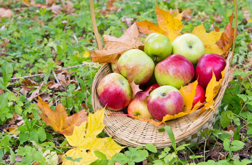 Fresh apples in basket