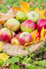 Apples in basket