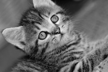 Tabby kitten