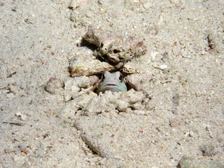 ジョーフィッシュ