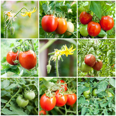 Set of Tomatoes growing