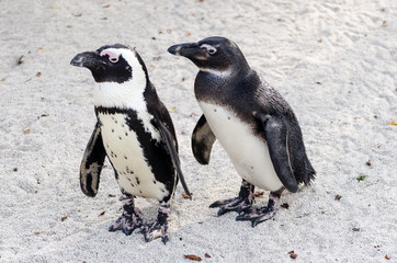 African penguin (Black-footed Penguin)
