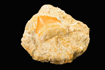 Naklejka premium Shark tooth fossil on matrix rock, isolated on black