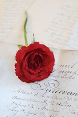 Rose on antique letters