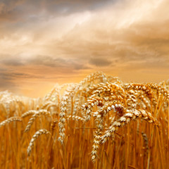 Ripe wheat field.