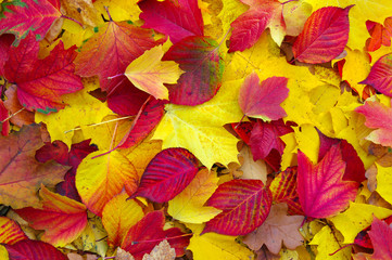Naklejka na ściany i meble fallen autumn leaves