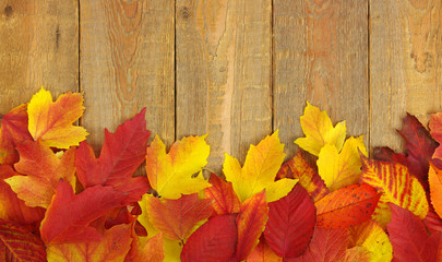 autumn leaves on wood