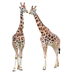 Photo sur Plexiglas Girafe giraffes isolated