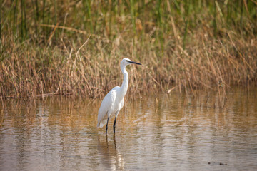 African Withe Heron in water, Botswana