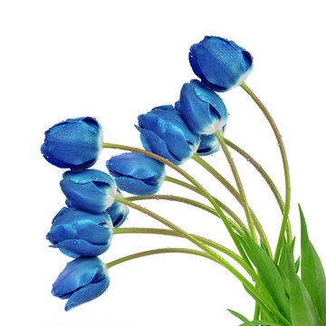 Fototapeta dewy blue tulips isolated on white background