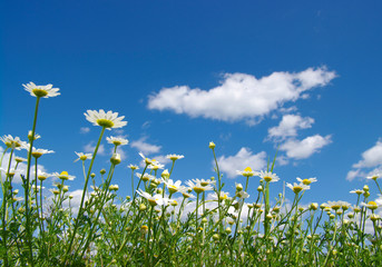 white daisies