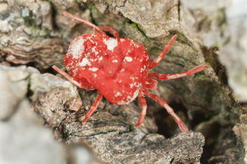 Velvet mite, trombidium on wood, extreme close-up