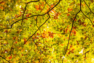 Detail shot of branches and leaves