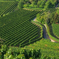 Wachau Weinberg - Wachau vineyard 17