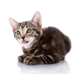 Obraz premium Striped surprised kitten lies on a white background.