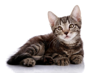 Obraz premium Striped Small kitten lies on a white background.