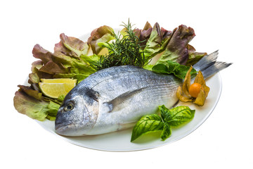 Fresh raw dorada
