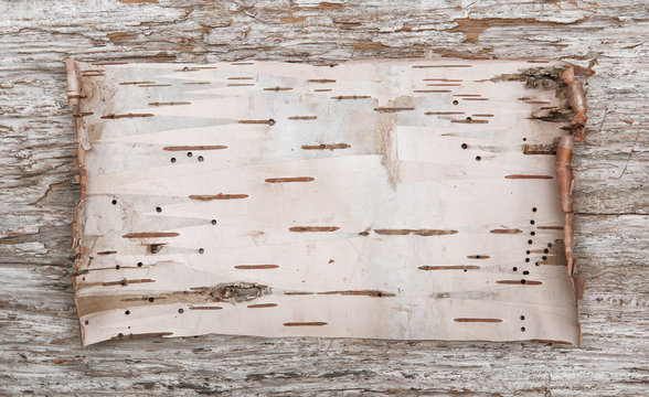 Birch bark on the old wood