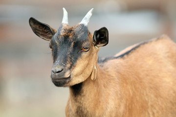 brown goat ram