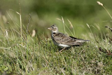 Skylark, Alauda arvensis